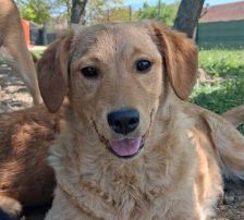 Ruma – Mischling, Weibchen, Alter unbekannt, Nordic Strays e.V. – Foto 4