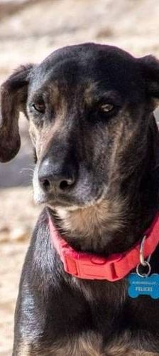 Wendy – Deutscher Schäferhund-Mix, Weibchen, 7 Jahre, 65520 Bad Camberg – Foto 1