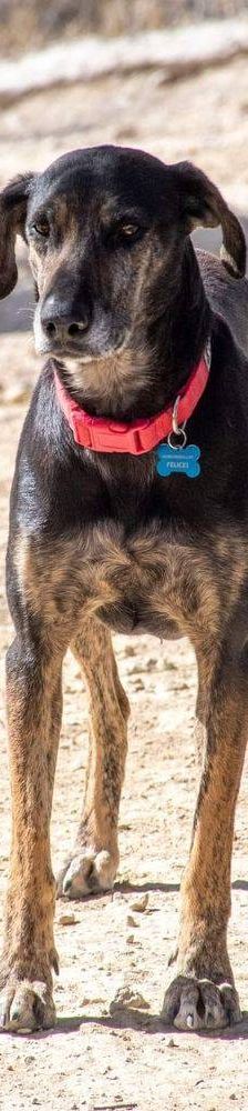 Wendy – Deutscher Schäferhund-Mix, Weibchen, 7 Jahre, 65520 Bad Camberg – Foto 2