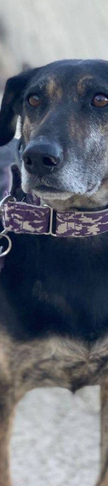 Wendy – Deutscher Schäferhund-Mix, Weibchen, 7 Jahre, 65520 Bad Camberg – Foto 12