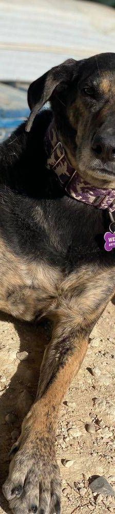 Wendy – Deutscher Schäferhund-Mix, Weibchen, 7 Jahre, 65520 Bad Camberg – Foto 13