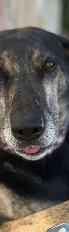 Wendy – Deutscher Schäferhund-Mix, Weibchen, 7 Jahre, 65520 Bad Camberg – Foto 14