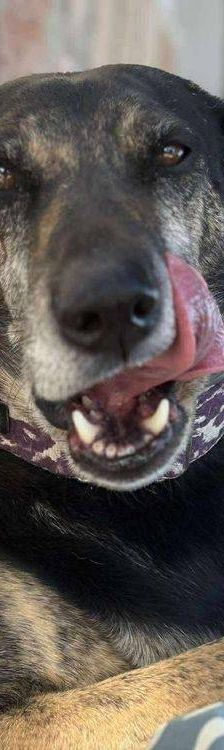 Wendy – Deutscher Schäferhund-Mix, Weibchen, 7 Jahre, 65520 Bad Camberg – Foto 15