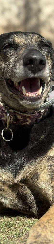 Wendy – Deutscher Schäferhund-Mix, Weibchen, 7 Jahre, 65520 Bad Camberg – Foto 18