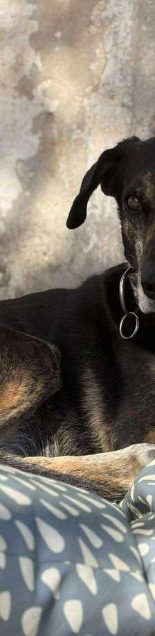 Wendy – Deutscher Schäferhund-Mix, Weibchen, 7 Jahre, 65520 Bad Camberg – Foto 19