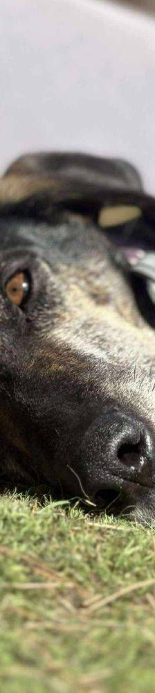 Wendy – Deutscher Schäferhund-Mix, Weibchen, 7 Jahre, 65520 Bad Camberg – Foto 20