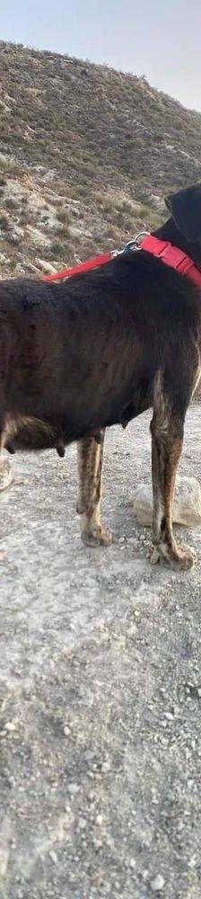 Wendy – Deutscher Schäferhund-Mix, Weibchen, 7 Jahre, 65520 Bad Camberg – Foto 3