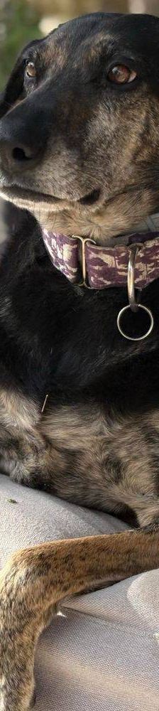 Wendy – Deutscher Schäferhund-Mix, Weibchen, 7 Jahre, 65520 Bad Camberg – Foto 21