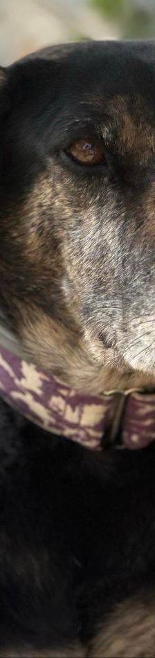 Wendy – Deutscher Schäferhund-Mix, Weibchen, 7 Jahre, 65520 Bad Camberg – Foto 22