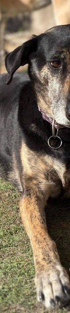 Wendy – Deutscher Schäferhund-Mix, Weibchen, 7 Jahre, 65520 Bad Camberg – Foto 24