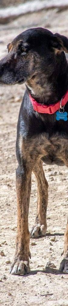 Wendy – Deutscher Schäferhund-Mix, Weibchen, 7 Jahre, 65520 Bad Camberg – Foto 4