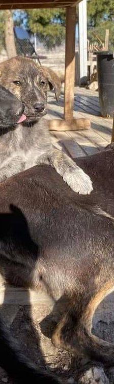 Wendy – Deutscher Schäferhund-Mix, Weibchen, 7 Jahre, 65520 Bad Camberg – Foto 5