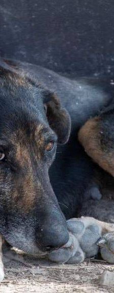 Wendy – Deutscher Schäferhund-Mix, Weibchen, 7 Jahre, 65520 Bad Camberg – Foto 6