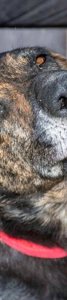 Wendy – Deutscher Schäferhund-Mix, Weibchen, 7 Jahre, 65520 Bad Camberg – Foto 7