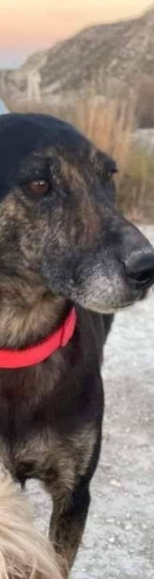 Wendy – Deutscher Schäferhund-Mix, Weibchen, 7 Jahre, 65520 Bad Camberg – Foto 8