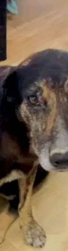 Wendy – Deutscher Schäferhund-Mix, Weibchen, 7 Jahre, 65520 Bad Camberg – Foto 9