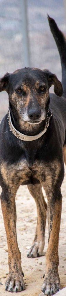 Wendy – Deutscher Schäferhund-Mix, Weibchen, 7 Jahre, 65520 Bad Camberg – Foto 10