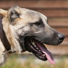 Aslan – Kangal, Männchen, 2 Jahre, 90537 Feucht – Foto 1
