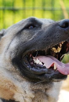 Aslan – Kangal, Männchen, 2 Jahre, 90537 Feucht – Foto 2