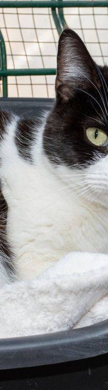 Gala – EKH, Weibchen, 1 Jahr, 65520 Bad Camberg – Foto 21