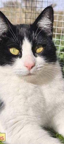 Bastet – Europäisch Kurzhaar, Weibchen, 3 Jahre, 65520 Bad Camberg – Foto 1