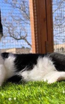 Bastet – Europäisch Kurzhaar, Weibchen, 3 Jahre, 65520 Bad Camberg – Foto 2