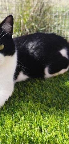 Bastet – Europäisch Kurzhaar, Weibchen, 3 Jahre, 65520 Bad Camberg – Foto 3
