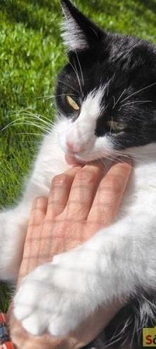 Bastet – Europäisch Kurzhaar, Weibchen, 3 Jahre, 65520 Bad Camberg – Foto 4