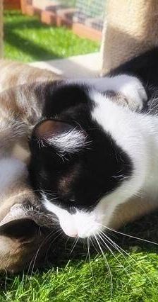 Bastet – Europäisch Kurzhaar, Weibchen, 3 Jahre, 65520 Bad Camberg – Foto 5