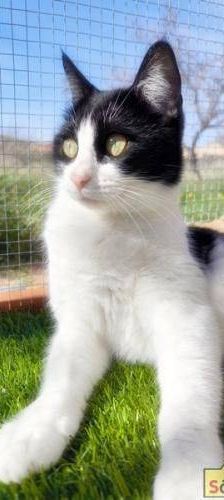 Bastet – Europäisch Kurzhaar, Weibchen, 3 Jahre, 65520 Bad Camberg – Foto 6