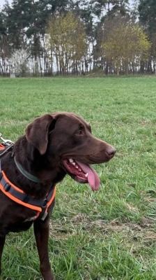 Nero – Labrador, Männchen, 4 Jahre, 39576 Stendal – Foto 1