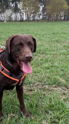 Nero – Labrador, Männchen, 4 Jahre, 39576 Stendal – Foto 2