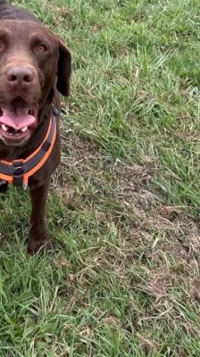 Nero – Labrador, Männchen, 4 Jahre, 39576 Stendal – Foto 3