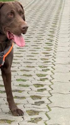 Nero – Labrador, Männchen, 4 Jahre, 39576 Stendal – Foto 4