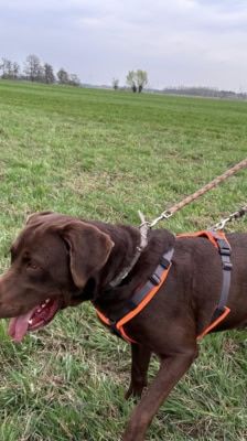 Nero – Labrador, Männchen, 4 Jahre, 39576 Stendal – Foto 7