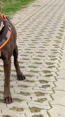 Nero – Labrador, Männchen, 4 Jahre, 39576 Stendal – Foto 8