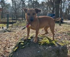 Nero – Labrador, Männchen, 4 Jahre, 39576 Stendal – Foto 10