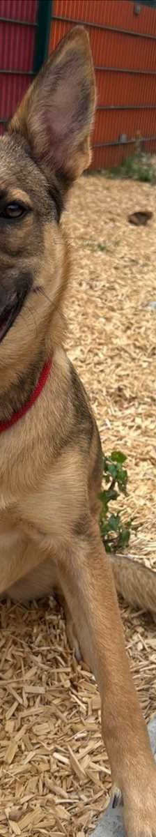MILES – Malinois, Mix / Schäferhund-Mix, Männchen, Alter unbekannt, 81829 München – Foto 1