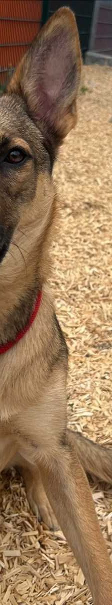 MILES – Malinois, Mix / Schäferhund-Mix, Männchen, Alter unbekannt, 81829 München – Foto 2