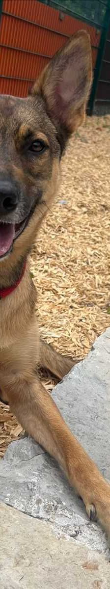 MILES – Malinois, Mix / Schäferhund-Mix, Männchen, Alter unbekannt, 81829 München – Foto 3
