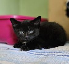 Tim – Europäisch Kurzhaar, Männchen, 1 Monat, 97525 Schwebheim – Foto 1
