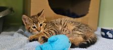 Tim – Europäisch Kurzhaar, Männchen, 1 Monat, 97525 Schwebheim – Foto 2