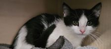 Tim – Europäisch Kurzhaar, Männchen, 1 Monat, 97525 Schwebheim – Foto 3
