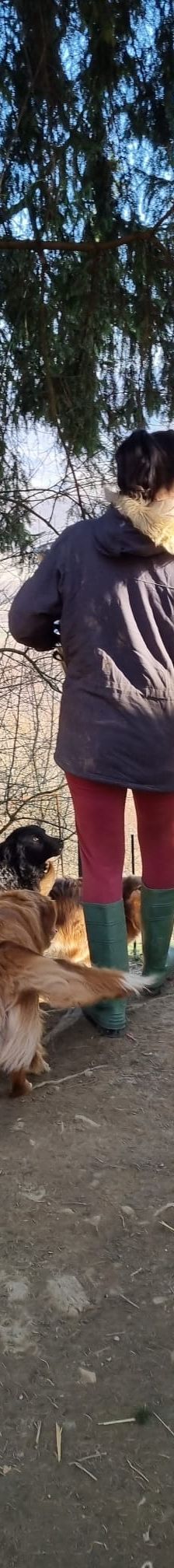 Bestie Split – Hund, Unbekannt, Alter unbekannt, Nordic Strays e.V. – Foto 3