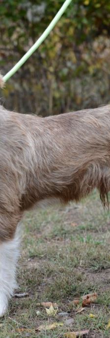 Bruno – Mischling, Männchen, 4 Jahre, 37520 Osterode – Foto 2