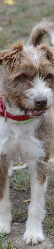 Bruno – Mischling, Männchen, 4 Jahre, 37520 Osterode – Foto 3