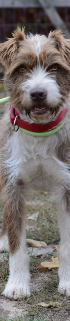 Bruno – Mischling, Männchen, 4 Jahre, 37520 Osterode – Foto 4