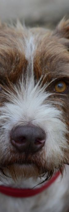 Bruno – Mischling, Männchen, 4 Jahre, 37520 Osterode – Foto 6