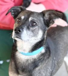 Akki – Terrier-Mix, Männchen, 90 Monate, 13057 Berlin – Foto 2