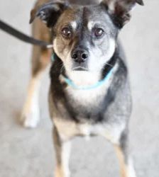 Akki – Terrier-Mix, Männchen, 90 Monate, 13057 Berlin – Foto 3